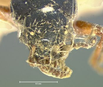 Media type: image;   Entomology 6546 Aspect: head dorsal view